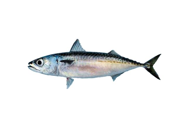 PACIFIC MACKEREL - Scomber Japonicus
