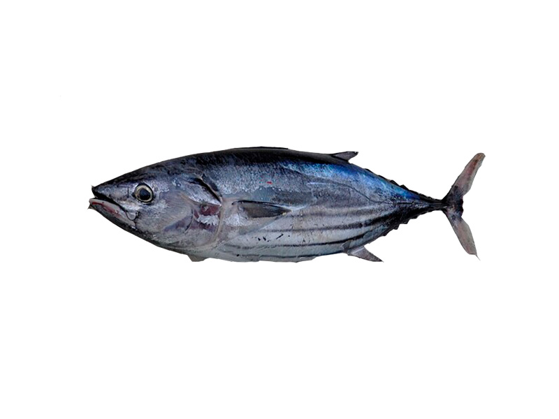 SKIPJACK - Katsuwonus Pelamis