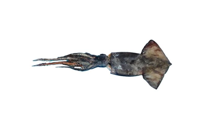 squid