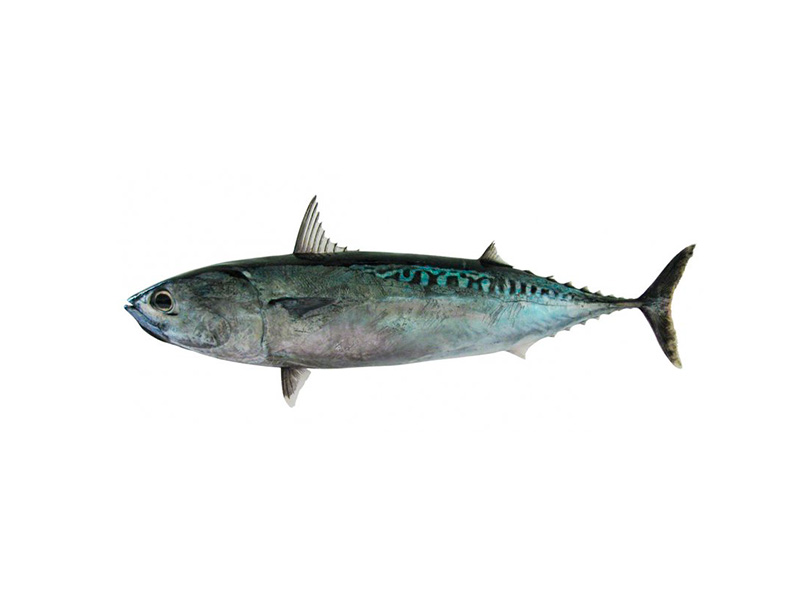 BULLET TUNA - Auxis Thazard
