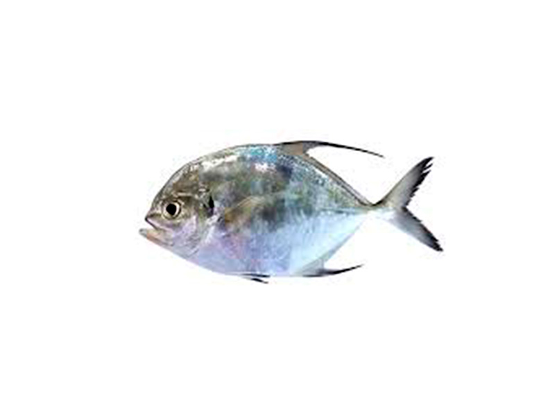 BUTTERFISH Peprilus medius