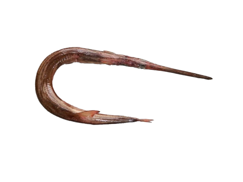 CORNETFISH Fistularia Commersonii