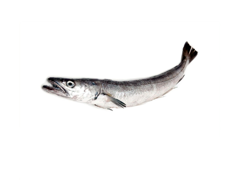 HAKE - Merluccius gayi