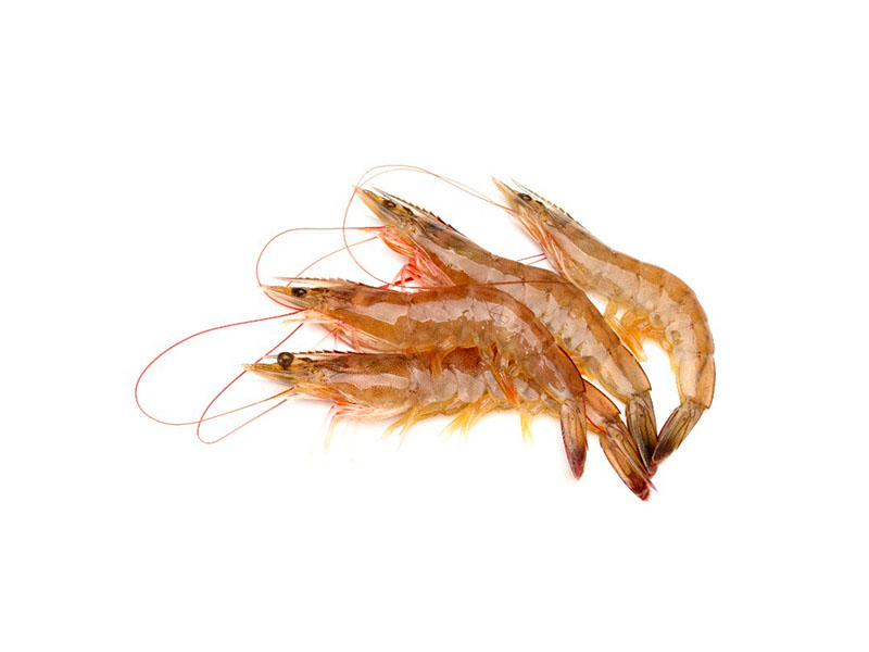HOSO SHRIMP