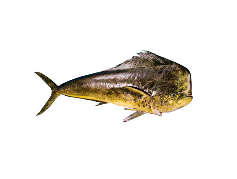 MAHI MAHI - Coryphaena Hippurus