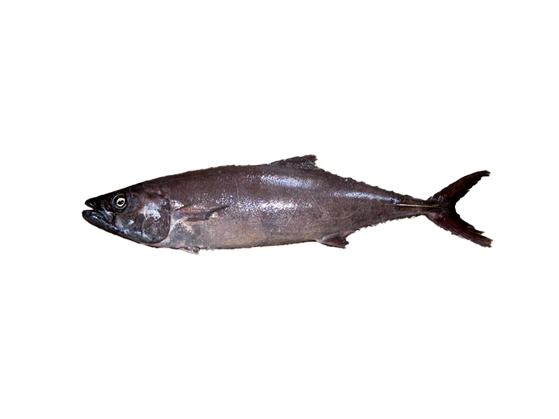 OILFISH - Lepidocybium flavobrunneum