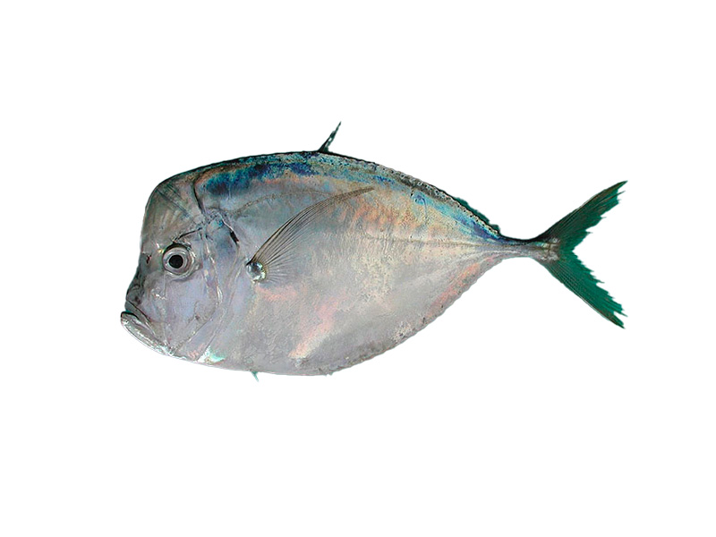 PACIFIC MOONFISH - selene peruvina