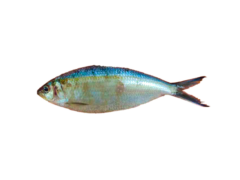 PACIFIC THREAD - Opisthonema Libertate
