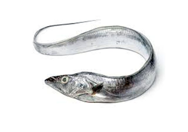 RIBBONFISH - Trichiurus Lepturus