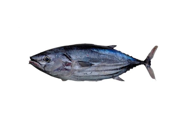 SKIPJACK - Katsuwonus Pelamis
