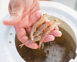 handful-of-shrimp-bait-2023-11-27-05-02-37-utc.jpg