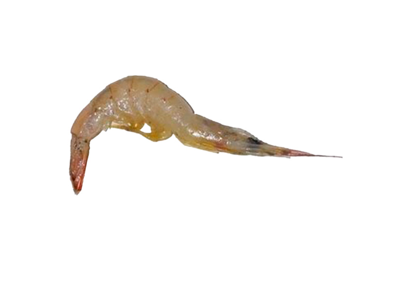 protrachypene precipua